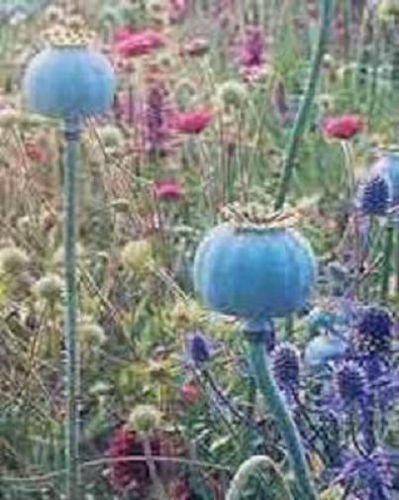250 Giganteum Poppy Papaver Somniferum Flower Seeds
