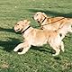 Taglory Doppelte Leinen/Hundeleine Doppelleine für 2 Hunde/Keine Verwicklung Reflektierend Kletterseil/Verstellbar Splitterleinen/SCHWARZ