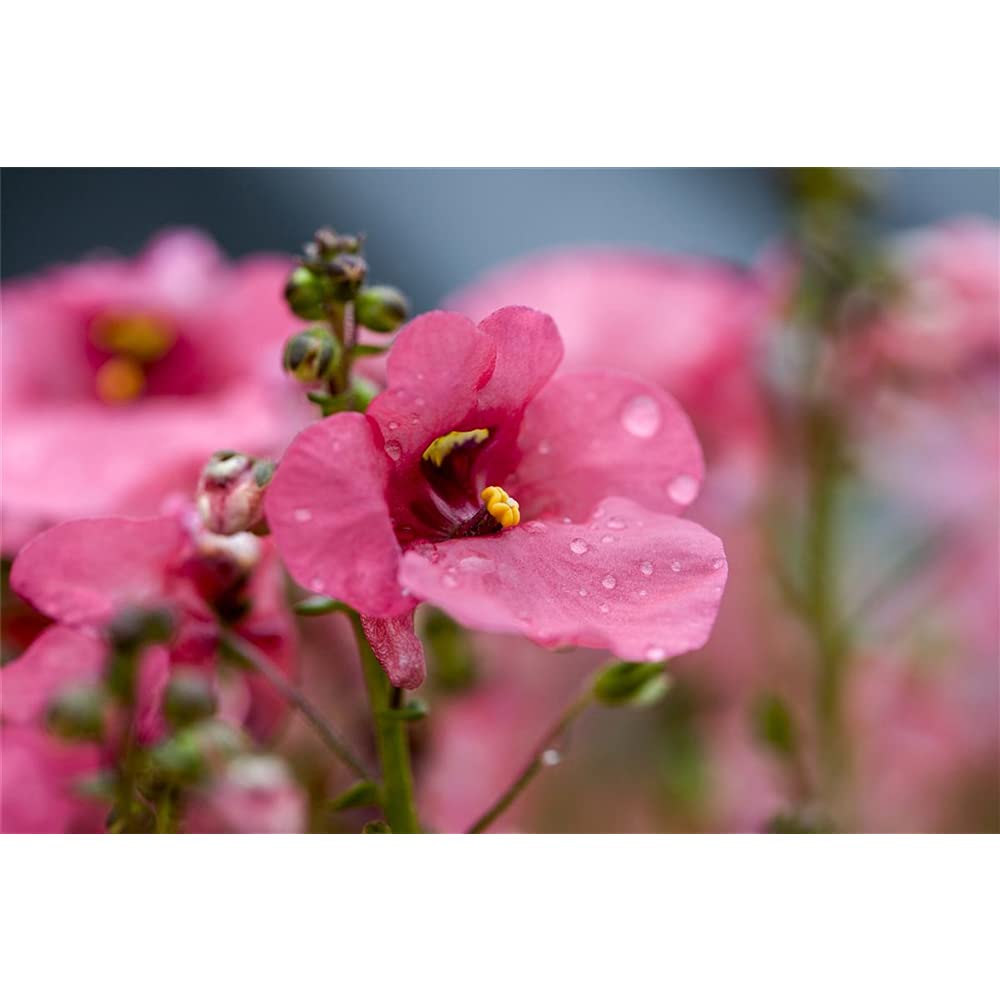 Pianta Diascia Barberae Rosa - Sperone Elfo - Fiore In Vaso 11 Cm - Blumen Eber