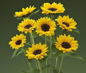 ひまわりページ 51qwoQ04IYL._UF350,350_QL80_.jpg