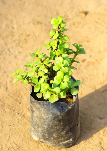 Live Jade Plant | Chinese Lucky Money Plant | Plant for Home Indoor Outdoor | Living Room | Office | Desk Gifting | Home Decor | Feng Shui Lucky Crassula Ovata | Natural Air Purifier | Pack of 1 Tree-image-4