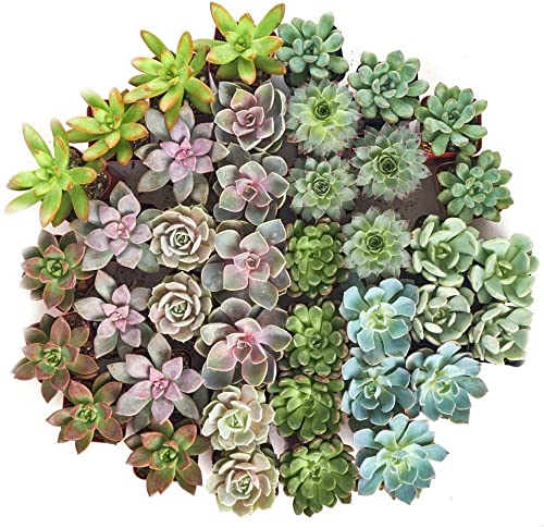 Amazon Com Shop Succulents 婚禮系列 散裝玫瑰花多肉植物活生 迷你松果多肉植物根2 英吋 約5 2 公分 花盆 適合送禮 花束和裝飾 Everything Else