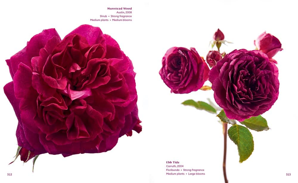 The Color of Roses: A Curated Spectrum of 300 Blooms