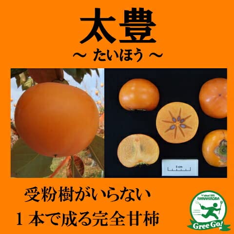 Amazon.co.jp: 柿 苗木 【完全甘柿 太豊 (たいほう) ［登録品種］】 3