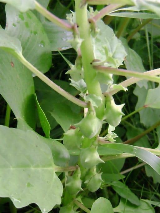 Yanai Nerunjil | Pedalium Murex | Large Caltrop | Yaanai Nerunjil|bara Gokhru | Ananerinnil | palleru Fresh Green Seeds - 15 Nos (B0CGDS5DFJ) Amazon Price History, Amazon Price Tracker