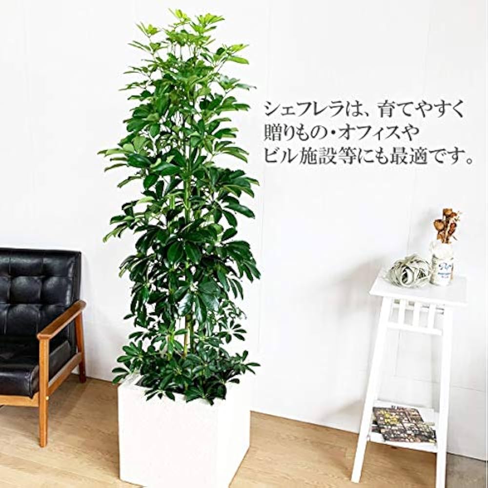 シェフレラ　ホンコンカポック 250821 10 シェフレラ ホンコンカポック 250821 10 - メルカリ