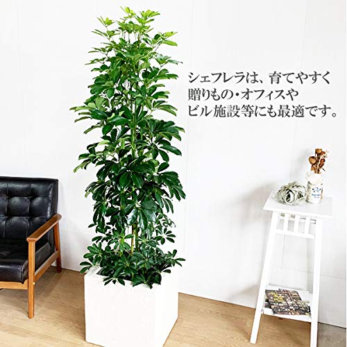 【さよ⚠東京都】丸い葉っぱが可愛い♡シェフレラカポックホンコン 10号鉢 Amazon｜シェフレラ 青 ホンコンカポック 10号 キューブ型