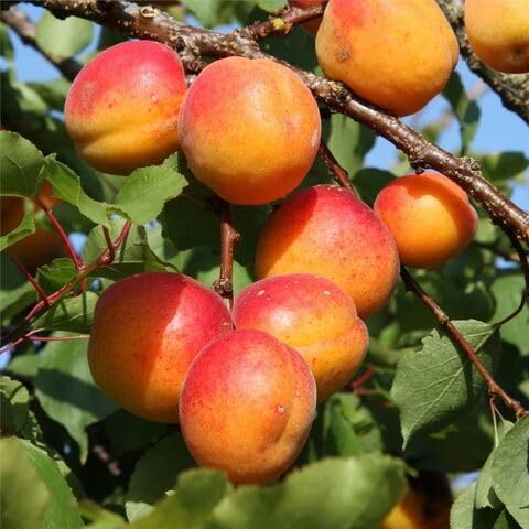 4pcs Orange Apricot Fruit Seeds