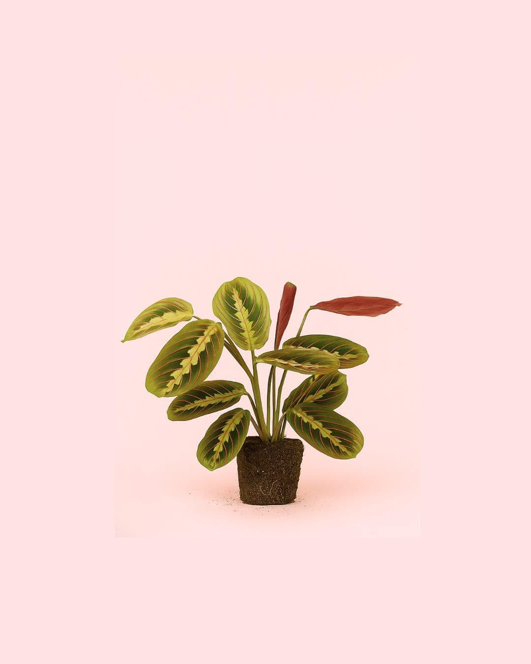 PUR PLANT Maranta Leuconeura Tricolor | Planta Natural De Interior Pet Friendly y Purificadora | Hojas Verdes Con Nervaduras Rosas y Reverso Rosado | Tropical, Elegante y Viva | Maceta De Ø8,5 cm — view 5