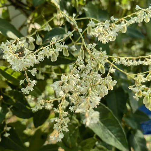 schlingknöterich knöterich - dachbegrünung gartenkräuter blumenwiesensaat topfpflanzen echt...