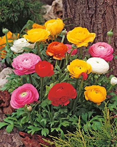 52+ Ranunkel Garten, Suchen sie nach einer farbenfrohen blume für