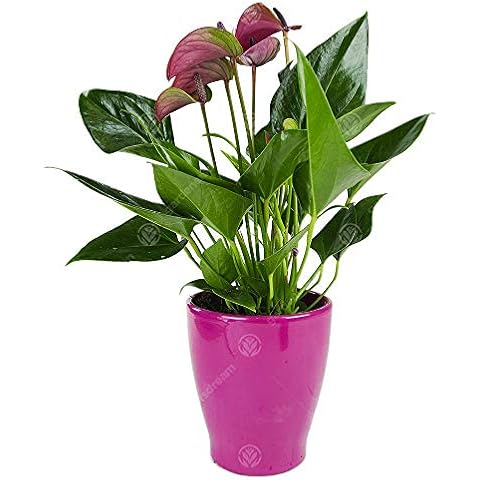 Anthurium Purple 13cm Cover