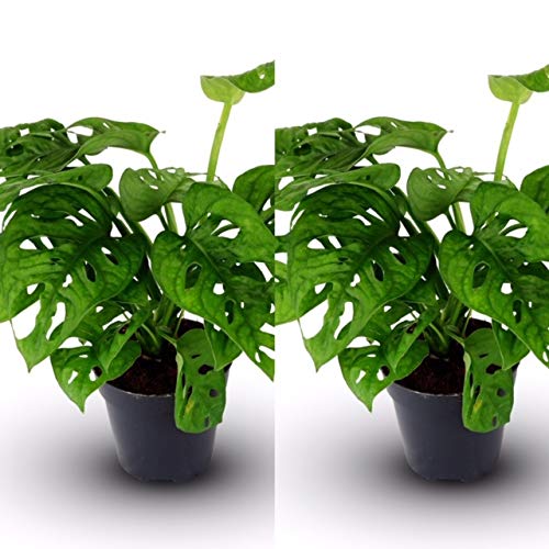 Carbeth Plants 2 x Monstera Monkey Leaf Plants in 12cm Pots