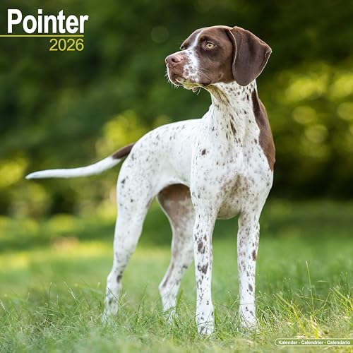 Pointer 2026 Calendar | Square Wall Calendar | Dog Breed Gift | Plastic Free Packaging | By Avonside Publishing
