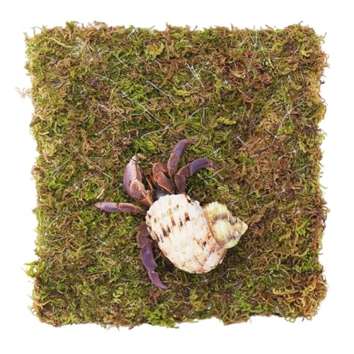 Begeterday 6 Inch Hermit Crab Climbing Wall, Ideal Adjustable Hermit Crab Supplies for 10 Gallon...