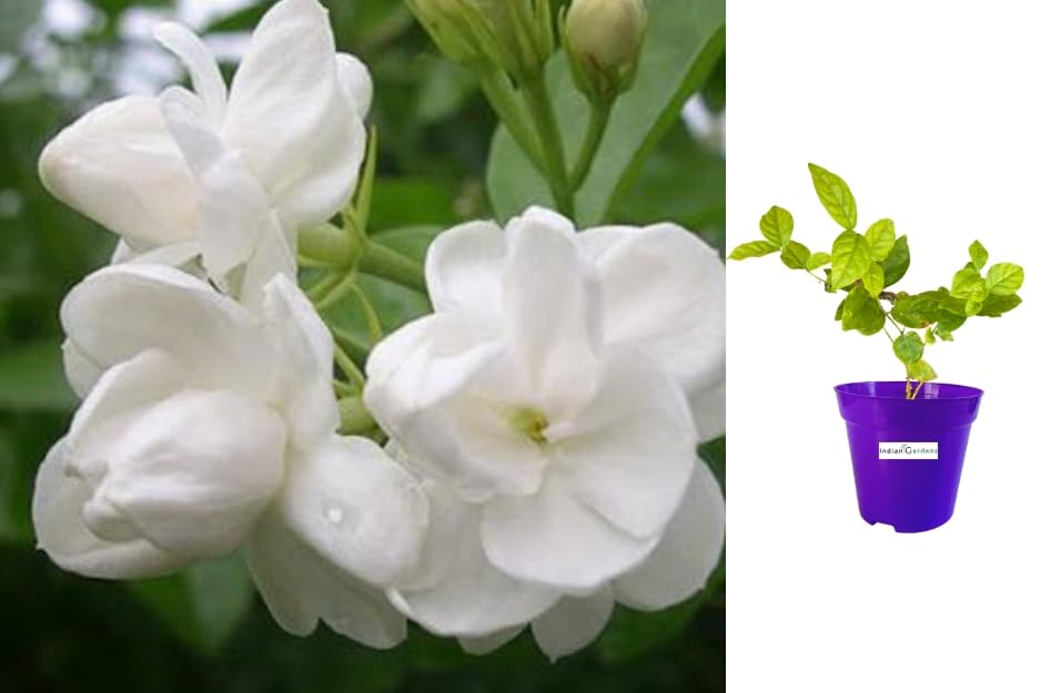 Indian Gardens - 3 Layer/Gundu Malli Jasmine live plant | Indoor & Outdoor Plant | Adukku Malli Jasmine | White Jasmine (6 inch Purple) (B0CJLHLT67) Amazon Price History, Amazon Price Tracker
