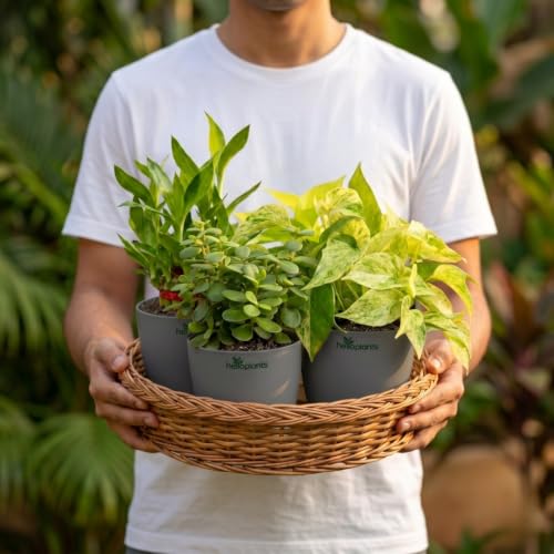 Image of Marble Money Plant, Lucky Bamboo, Jade Plant & Golden Money Plant Live Indoor 4-Plant Combo in 4-Inch Self-Watering Matte Grey Pots | Vastu Prosperity, Feng Shui Lucky Plants for Wealth