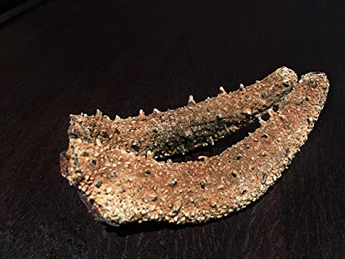 Dorothy27 Goldensea-Natural Sun Dried Wild Caught Alaska Red Sea Cucumber (Large Size)1Lb,金海堂-野生淡干海参,野生阿拉斯加红刺参 (特级)Grade Aaaa thumb #7