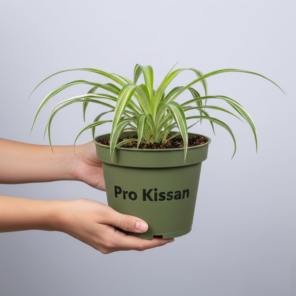 Spider (Chlorophytum comosum) Live Plant With Grow Pot Indoor Air Purifying Houseplant, Fast-Growing Green Foliage for Home Décor, Low Maintenance Natural Air Cleaner, Office-image-38