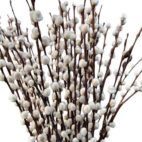 frischer natürlicher WEIDENKÄTZCHEN Bund 80cm. Hochzeitsdeko Osterdeko Frühlingsstrauß (1)