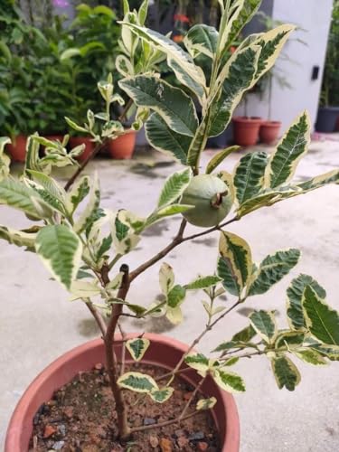 Image of Natura GreenHouse Original 1 Live Variegated Guava Amrud Plant hybrid all seasons Height 1.5-2 FT (Variegated Guava)