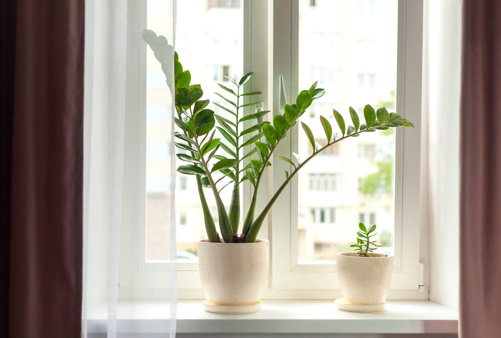 Bloomique - Set di 2 - Zamioculcas Zamiifolia - Pianta ZZ - Palma da Interno - Purifica l’Aria - Molto Facile da Curare - Alte 50-60 cm - Vaso 17 cm