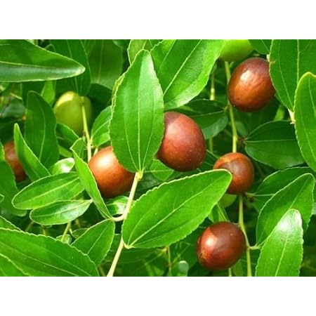 Amazon Com Chinese Date Ziziphus Jujube Tree 5 Seeds Patio Lawn Garden Amazon Com Chinese Date Ziziphus Jujube Tree 5 Seeds Patio Lawn Garden