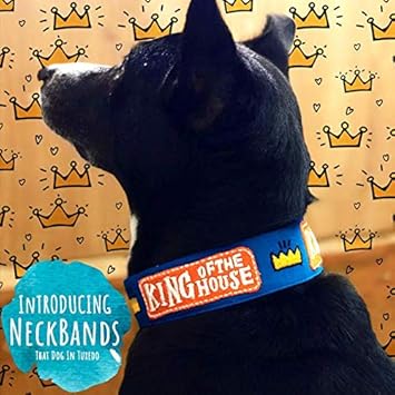 That Dog In Tuxedo King of House Dog Neck Band Collar (M-L)