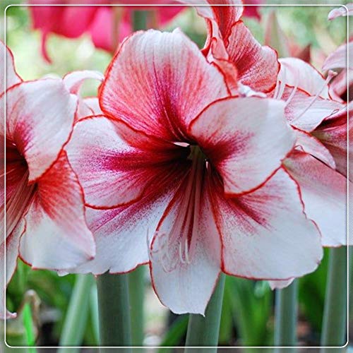 Amazon アマリリス球根 淡いピンクの花 冬の屋内開花鉢植え 球根 花 Amazon アマリリス球根 淡いピンクの花 冬の屋内開花鉢植え 球根 花