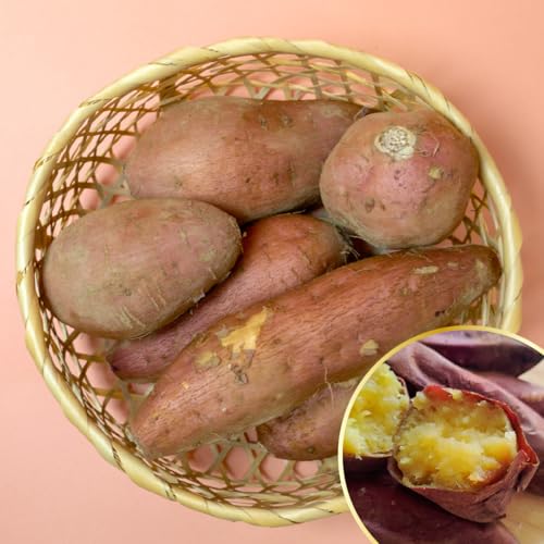 [ Y q t@[ LM 18`30 5kg ܂ ̂  Yn Ă XC[c n  a j  p ƒp Ɩp v[g Mtg _CGbg   傫  