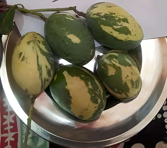 Image of Variegated Mango Live Plant - (Height 2-3 Feet) Ultimate Collection of Chalta Khas Thai Variety - Experience the Unique Beauty and Flavor of These Exquisite Trees for Your Home Garden