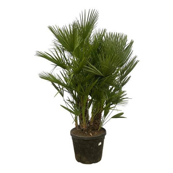 Chamaerops Humilis – Palma nano – più tronchi – 180 cm – Ø 45 cm