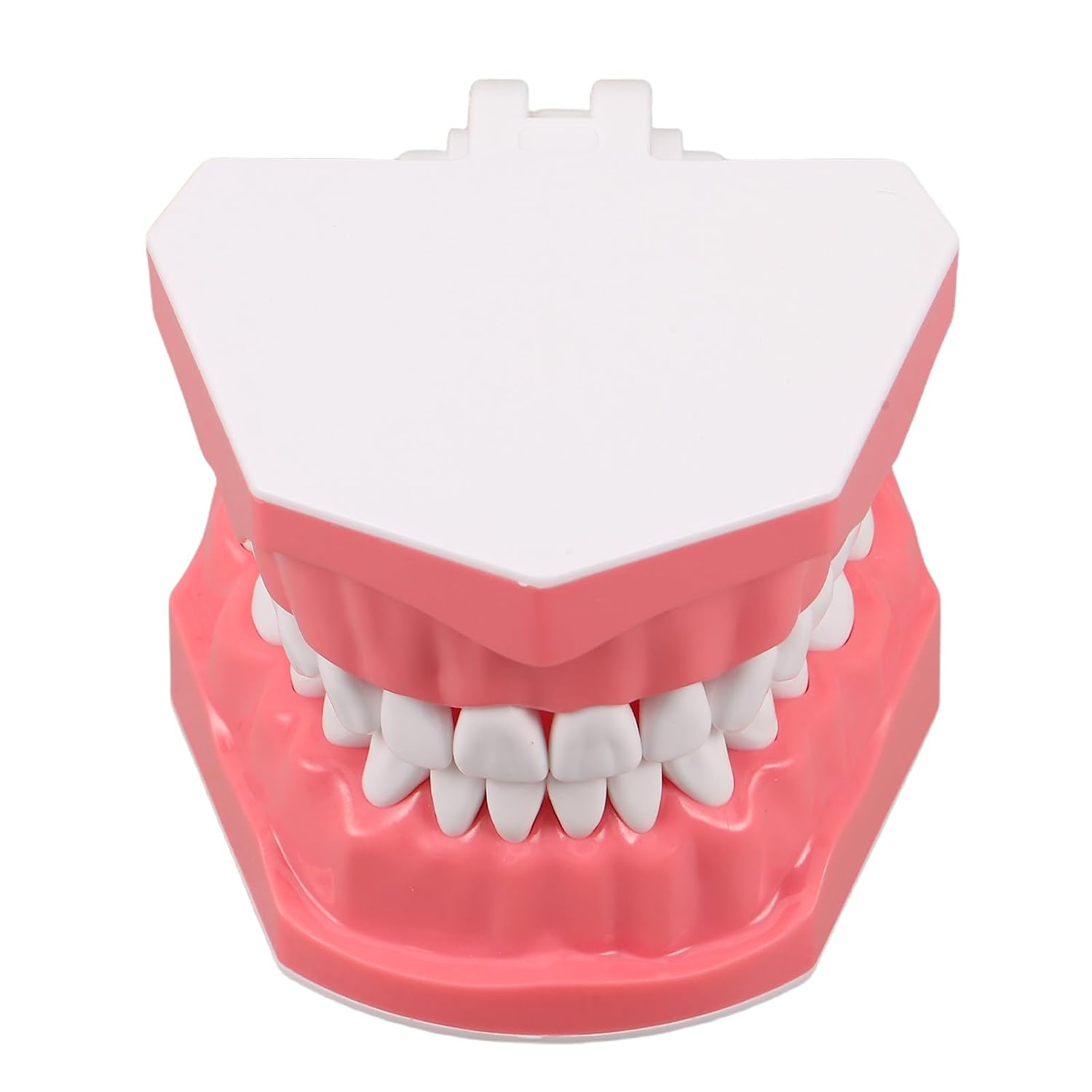 Generic Dental Typodont Teeth Model - Teaching Education Prop for School Demonstration Classroom Study Tooth Cleaning Display Educational Materials