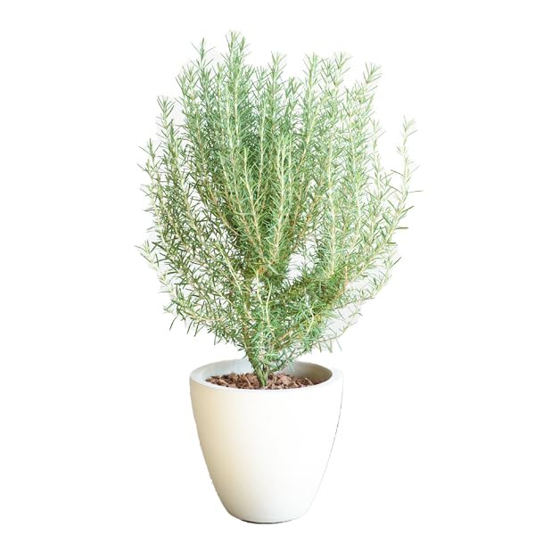 チャリチャリ　ブルーアイス　コニファー　テラコッタ鉢植え　　ローズマリー チャリチャリ様専用 ブルーアイス コニファー テラコッタ鉢植え