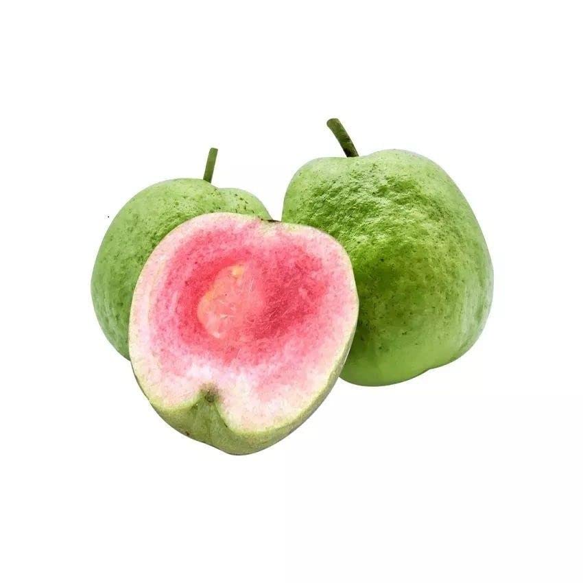 See full amazon price history chart for All Time Red Diamond Seedless Guava Plant Amrud Live Plant Grafted Original Variety All Time Red Diamond Seedless Guava Plant Amrud Live Plant Grafted Original Variety (B0BXFD32H2) Amazon Price History, Amazon Price Tracker