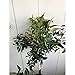 Mandarino - Maceta 22cm. - Altura total aprox. 1'3m. - Planta viva...