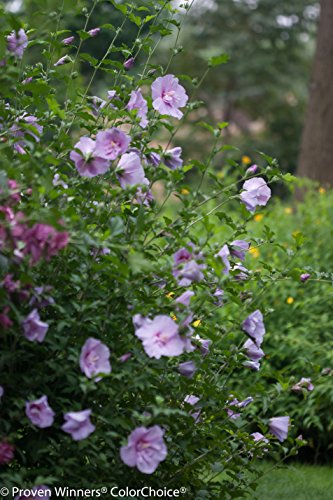 Lavender Chiffon (Hibiscus) Live Shrub, Light Purple Flowers, 4.5 in. Quart