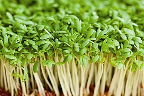 Cress Seed, Microgreen, Sprouting, 4 Oz, Non Gmo - Country Creek Acres Brand - Cress Seed For Juicing, Food Storage, Gardening, Hydroponics, Growing Sprouts, Spice For Cooking #TOP3
