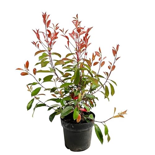 Photinia Natural Arbusto Resistente - Planta para el Jardín o la Terraza