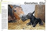 STARKE PFERDE-Verlag