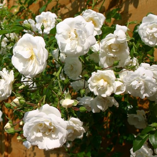 GardenersDream Weiße Kletterrose – Winterharte und Pflegeleichte Getopfte Rose – Blühende Kletterpflanze für Wände, Pergolen & Zäune