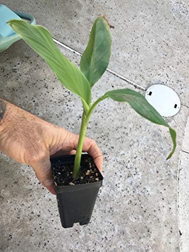 Miniatura 4 de Planta de plátano Musa Basjoo, plátano resistente al frío, plátano japonés de nieve
