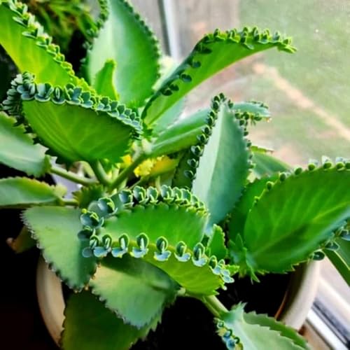 Kalanchoe Plant Live, Mother of Thousands Live Plant in 2"