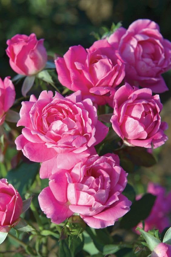 Fresh Flower Pink Rose Plant with Pot - Butterfly Garden Flowers (B0CM7PDPZP) Amazon Price History, Amazon Price Tracker