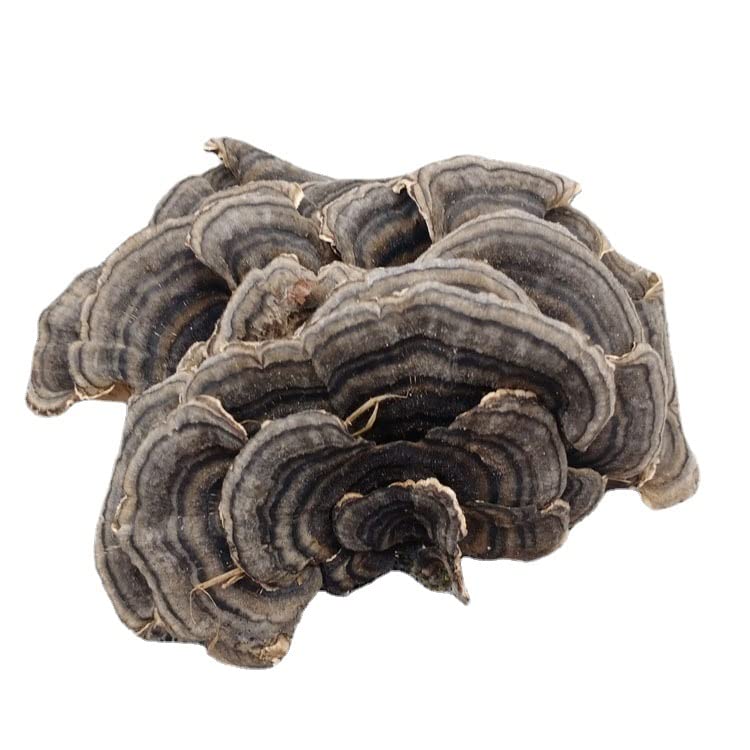 Wonderland Herbs Changbai Mountain Wild Trametes versicolor/CORIOLUS/Trametes 35.3 Oz.