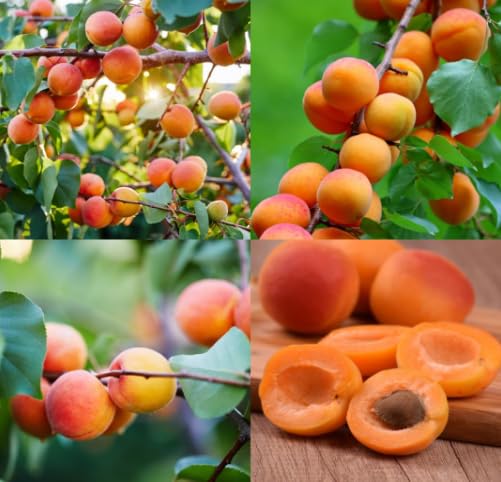 Florima Big Size | Apricot Variety Fruit (Air Layering/Grafted) Live Plants Plant Grafted Tropical live Plant (Apricot) (Pack Of 1)-image-39