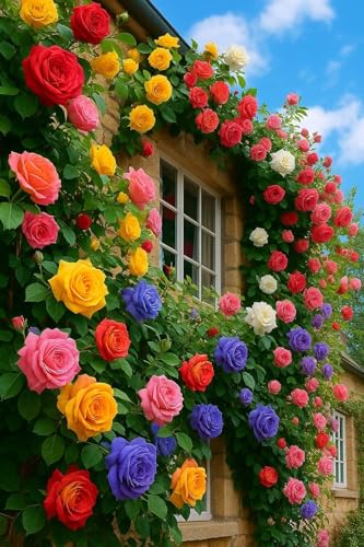 200+ Climbing Rose Seeds Mixed 6 Color - Non-GMO Perennial Vine Flower for Garden Decor, Arch Fence Trellis, Easy to Plant Outdoor Blooming Seeds for DIY Gardeners, Home Landscaping