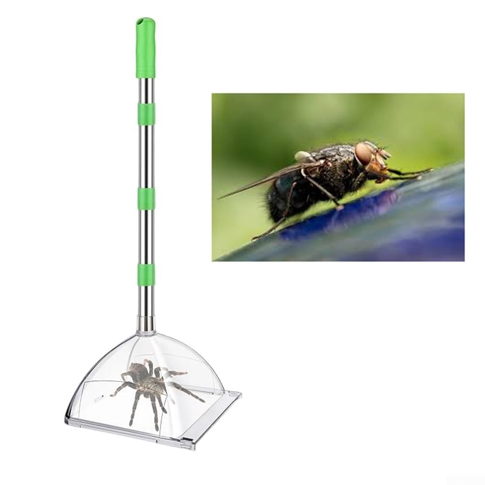 Cattura insetti con manico lungo regolabile per catturare insetti senza contatto con scatola trasparente per la rimozione sicura di ragni, lucertole e piccoli parassiti