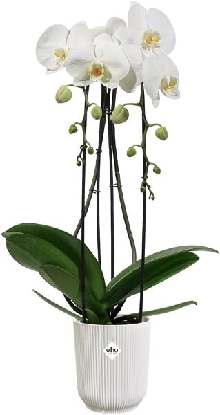 Elho Vibes Fold Orchid High 12,5cm - Orquideario Interior - Macetas Interior - 100% Plástico Reciclado - Blanco/Silky White - 3