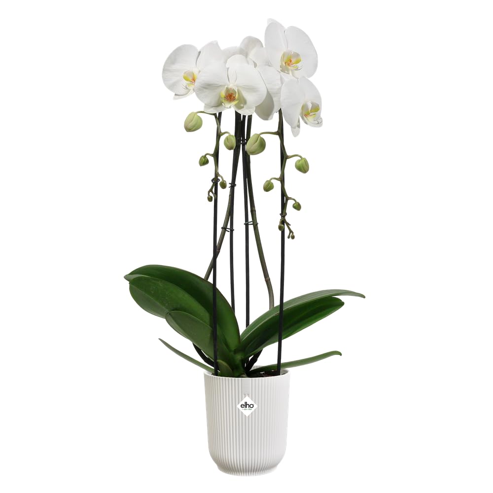 Elho Vibes Fold Orchid High 12,5cm - Orquideario Interior - Macetas Interior - 100% Plástico Reciclado - Blanco/Silky White - 4